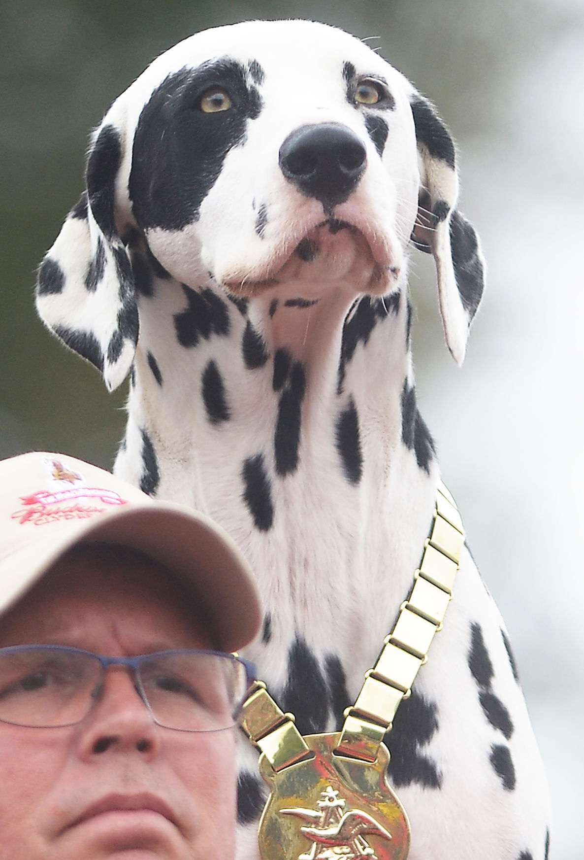 Budweiser Clydesdales Visit Shippensburg